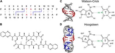 Hydrogen bonding in duplex DNA probed by DNP enhanced solid-state NMR N-H bond length measurements